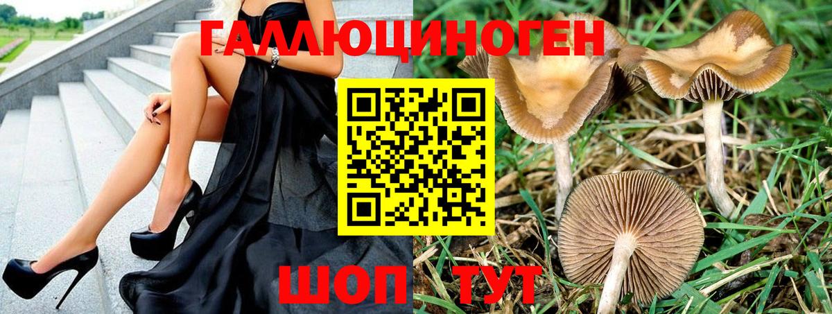 Псилоцибиновые грибы Cubensis  Вход с VPN  Мыски 